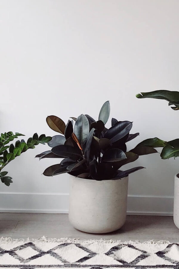 A plant that is sitting in the middle of two pots.